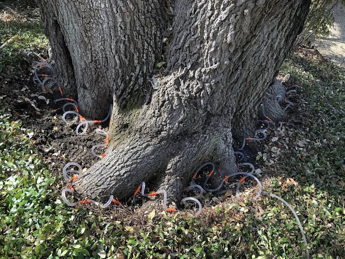 Detailed Tree Cabling and Bracing job site in Mount Tremper