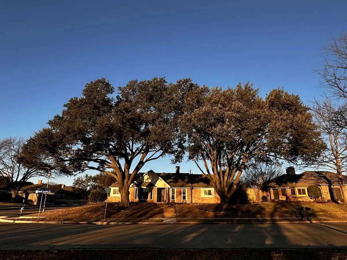 Established residential canopy tree shading a home in Mount Tremper